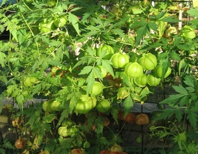 Balloon vine(Cardiospermum halicacabum L.)